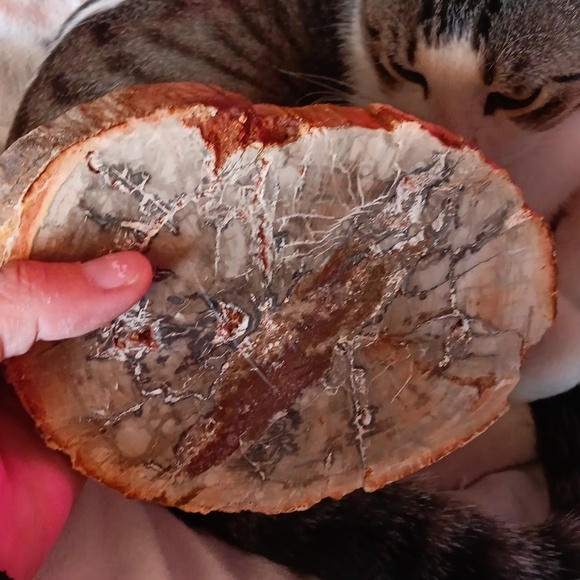 Large petrified wood slice 27.7 oz - Picture 4 of 6